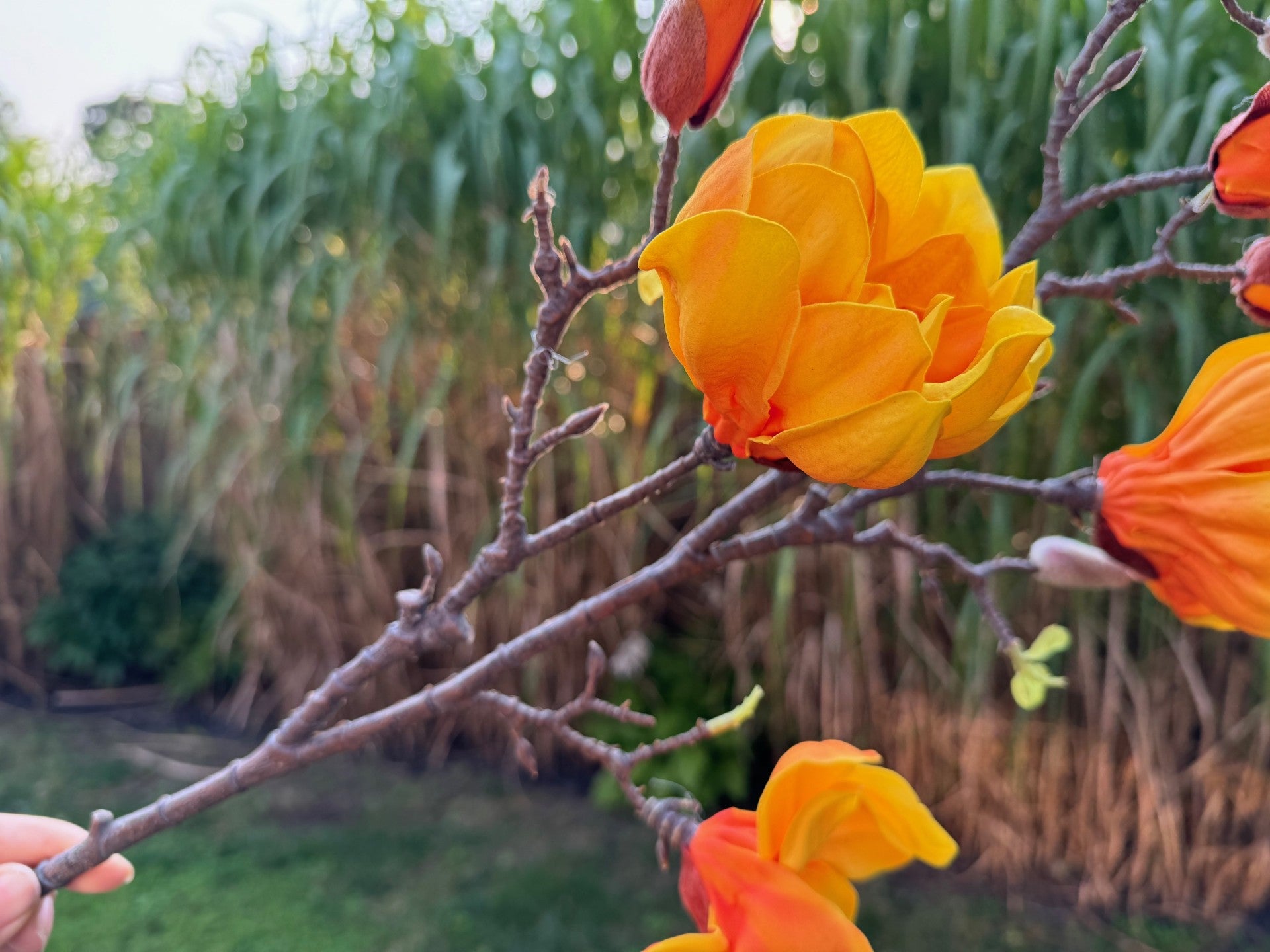 magnolia flowers branches faux